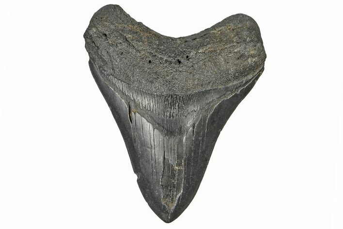 Fossil Megalodon Tooth - South Carolina #165409